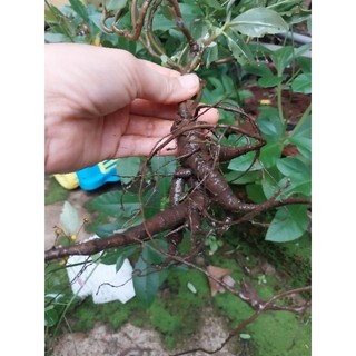 Cây sâm đất _ Thổ sâm