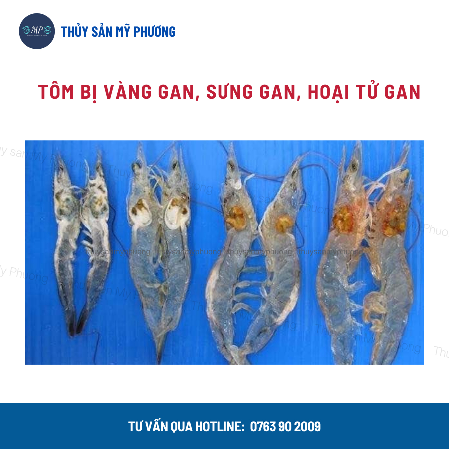 Ks gan tôm thẻ chuyên gan sưng vàng mờ bọng nước đường ruột phân trắng Gometz rớt đáy tấp mé ehp ăn yếu cá lươn ếch