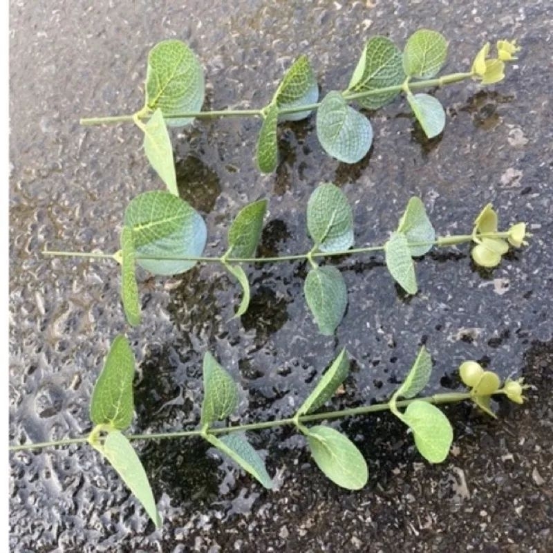 Phụ kiện cắm hoa sáp -Cành kẽm xanh ,băng keo sáp