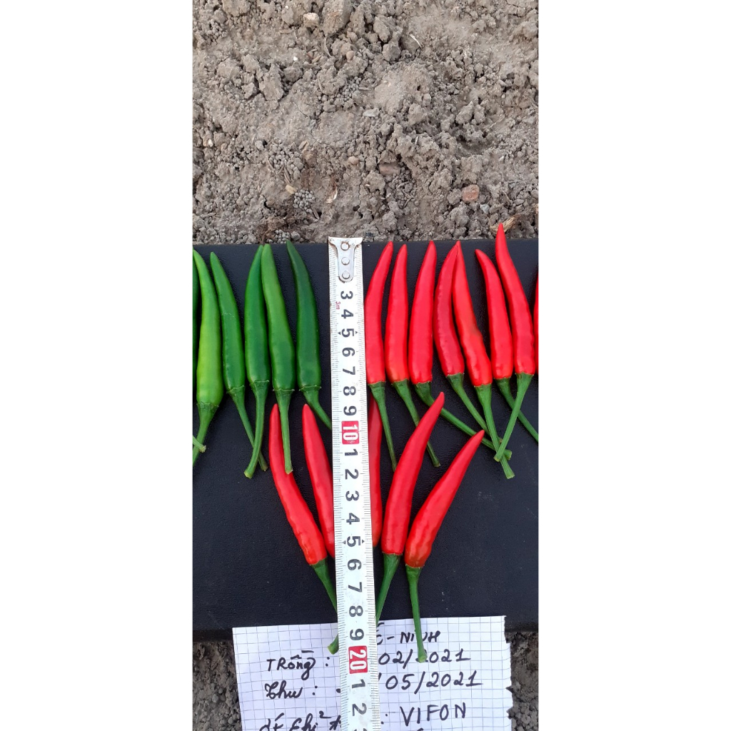 Hạt giống ớt chỉ thiên lai F1 – VIFON686