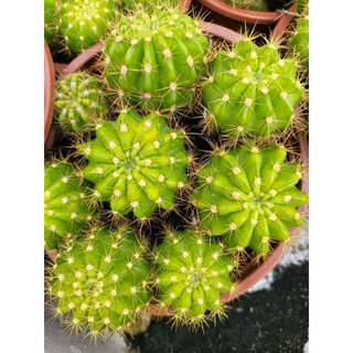 Chậu xương rồng bí chùm