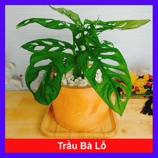 Cây trầu bà lỗ - cây cảnh để bàn , trang trí nhà cửa sân vườn