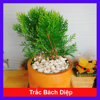 Cây trắc bách diệp +tặng phân bón cho cây mau lớn