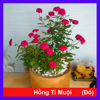 Cây Hoa Hồng Tỉ Muội (Đỏ) + cây cảnh để bàn