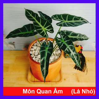 Cây Môn Quan Âm - Cây cảnh để bàn