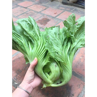 Hạt giống rau cải bẹ dưa