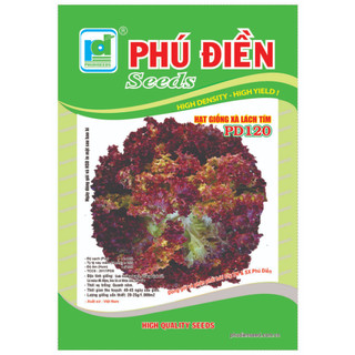 Hạt giống rau xà lách tím PD120