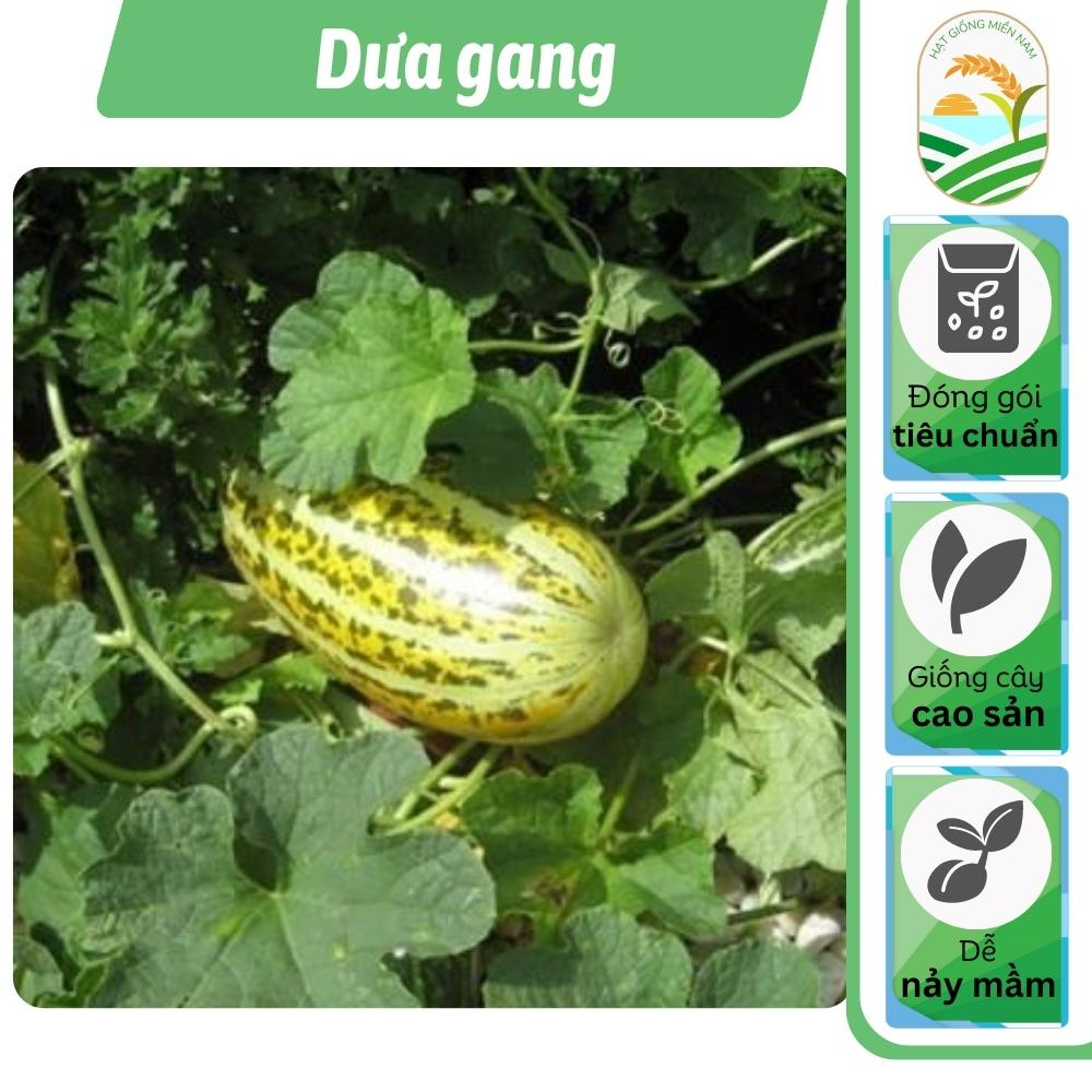 Hạt giống dưa gang gói (1g) trái dài, thơm, ngon, trồng quanh năm