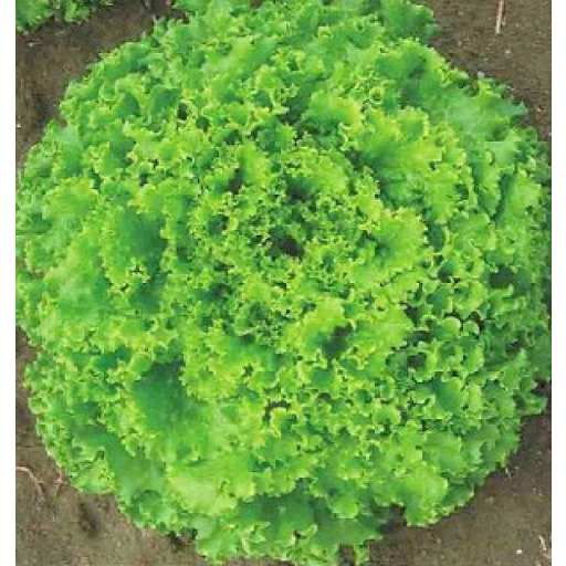 Hạt giống rau xà lách xoăn xanh