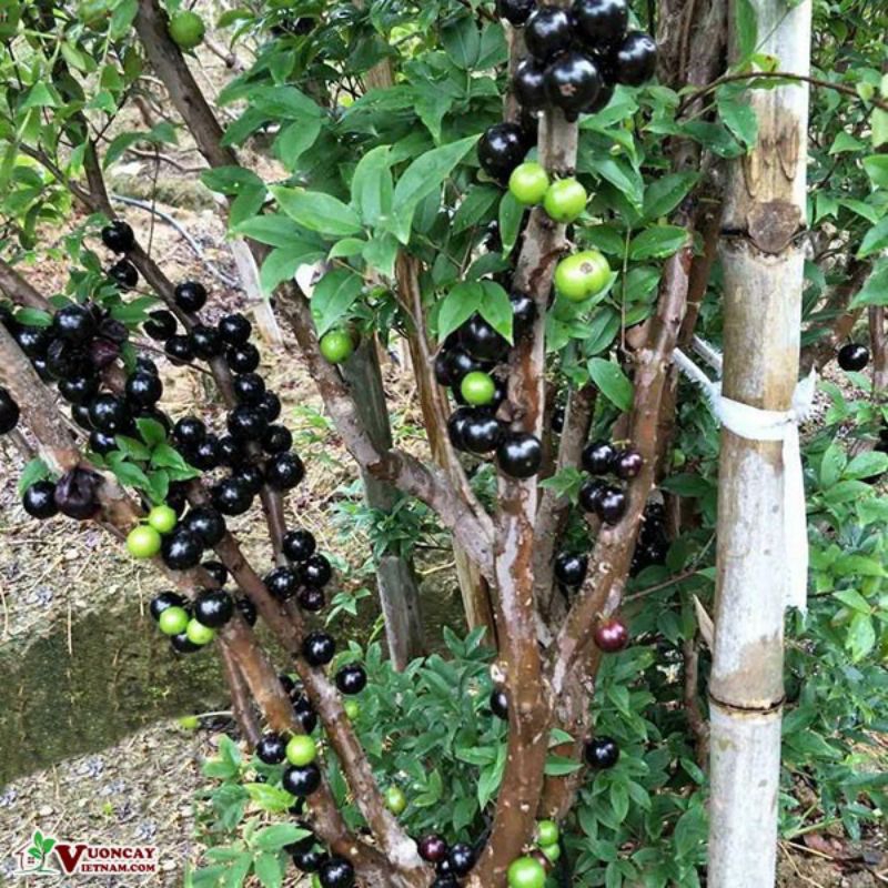 cây giống nho thân gỗ 12vụ
