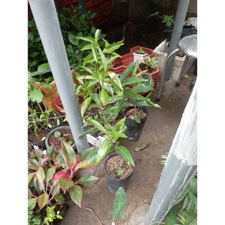 cây giống Mận Lý