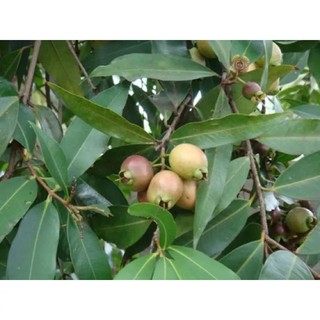 cây giống Mận Lý