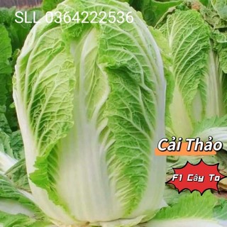 Hạt Giống Cải Thảo Thái F1 💥 Hàng Xịn💖  Chất Lượng Cao