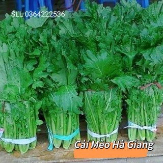 10gr hạt giống rau cải mèo đặc sản Hà Giang chịu nhiệt chất lượng cao 🍄🤗 SIÊU NẢY MẦM🤗🌹 năng suất cao