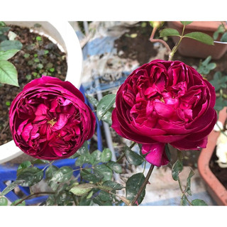 GỐC Hoa hồng Autumn Rouge
