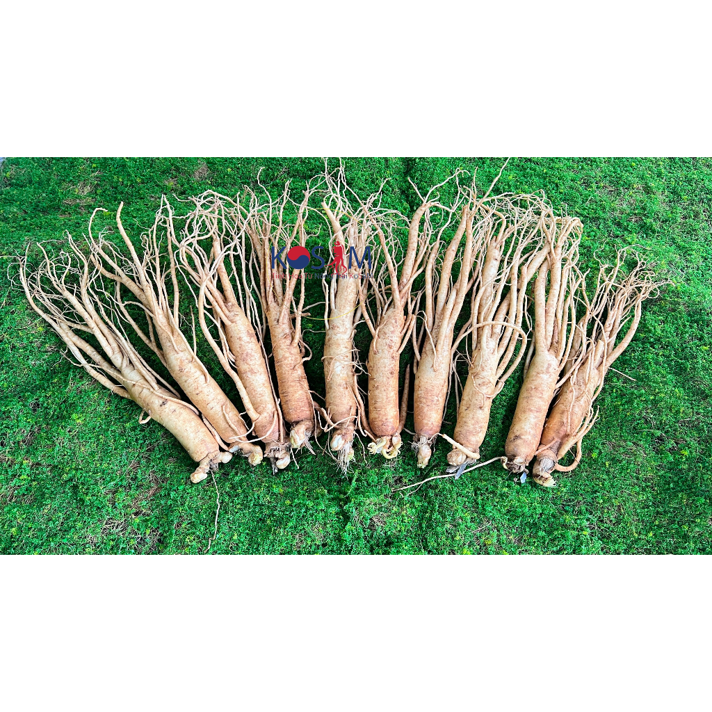 Nhân Sâm Tươi Hàn Quốc Size 10 Củ/ KG - 1Kg Sâm Tươi Bồi Bổ Cơ Thể