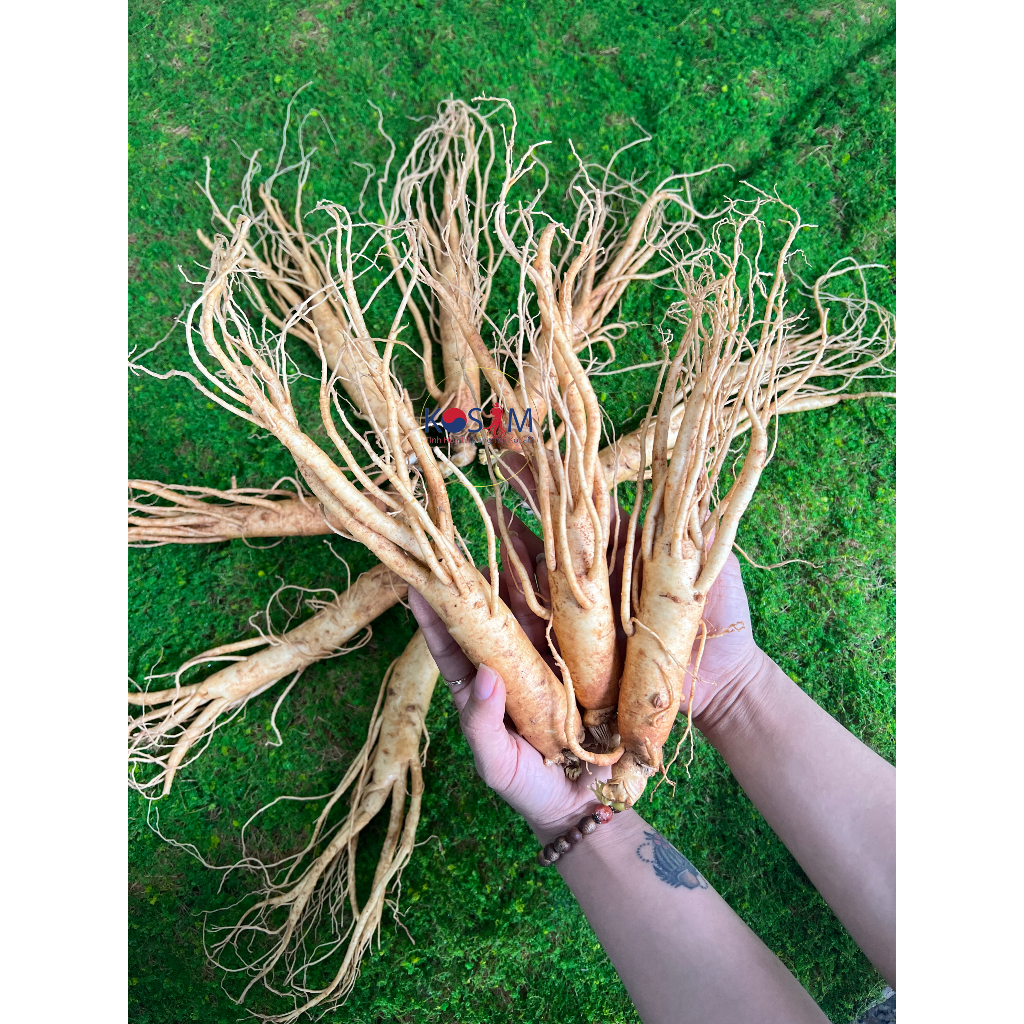 Nhân Sâm Tươi Hàn Quốc Size 10 Củ/ KG - 1Kg Sâm Tươi Bồi Bổ Cơ Thể