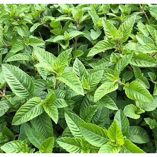 Thạch Đen Sương Sáo Đức Quý (Gói 100Gr)