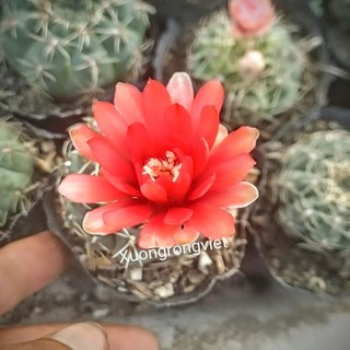 Xương rồng Thần Long