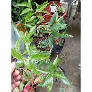 cây giống Mận Lý