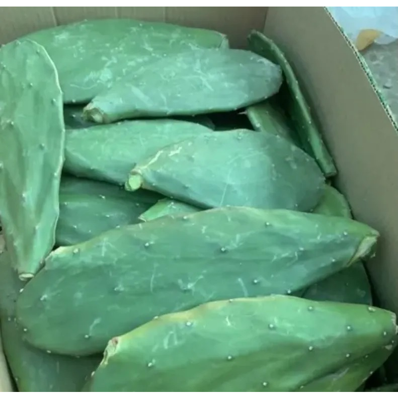 Chậu xương rồng tai thỏ, bán 1 tai không rễ