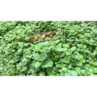 Siro quất húng chanh 500ml