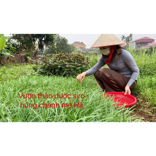 Siro quất húng chanh 500ml