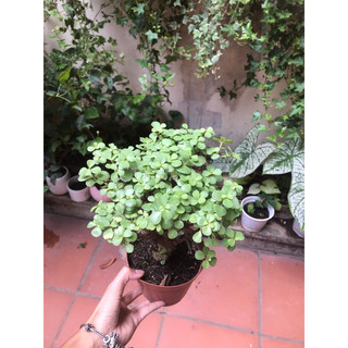 SALE Cây sen đá đô la thân thụ dáng tree