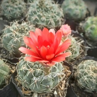 Xương rồng Thần Long