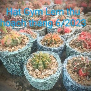 Hạt giống xương rồng Gym lem gói 50 hạt, hạt mới thu hoạch tháng 6/2023