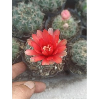 Xương rồng Thần Long