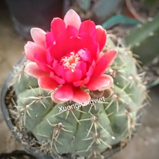 Xương rồng Thần Long