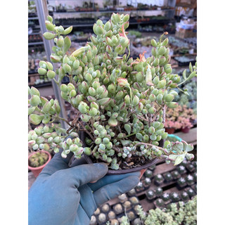 Chậu sen sỏi dây hạt lựu xoè tầm 15-20cm_🌱hàng sẵn lựa thoải mái