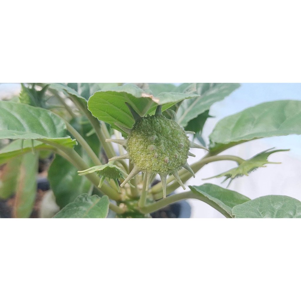 Chậu hoa mặt trời - Dorstenia