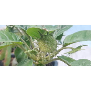Chậu hoa mặt trời - Dorstenia