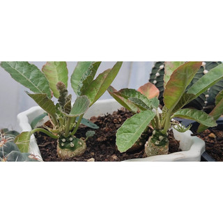 Chậu hoa mặt trời - Dorstenia