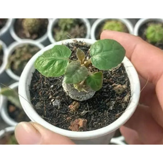 Chậu hoa mặt trời - Dorstenia