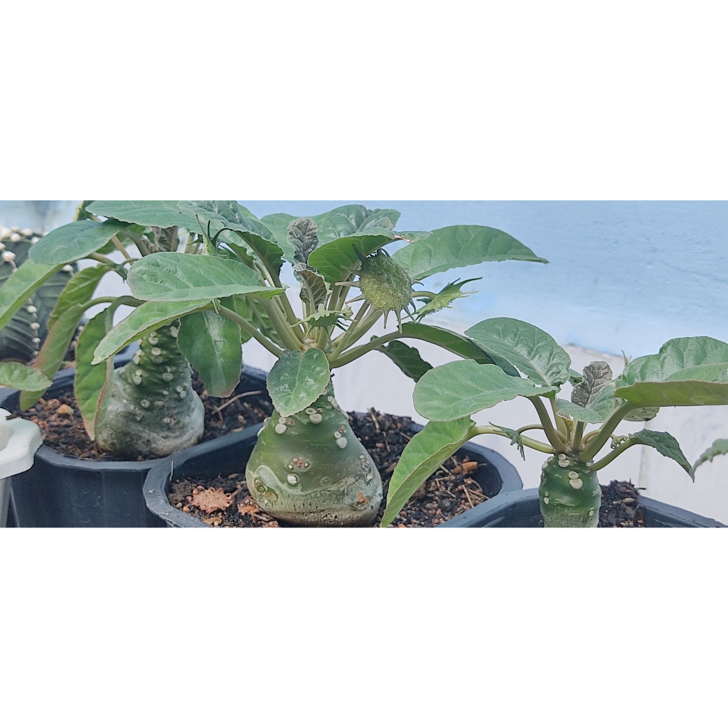 Chậu hoa mặt trời - Dorstenia