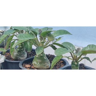 Chậu hoa mặt trời - Dorstenia
