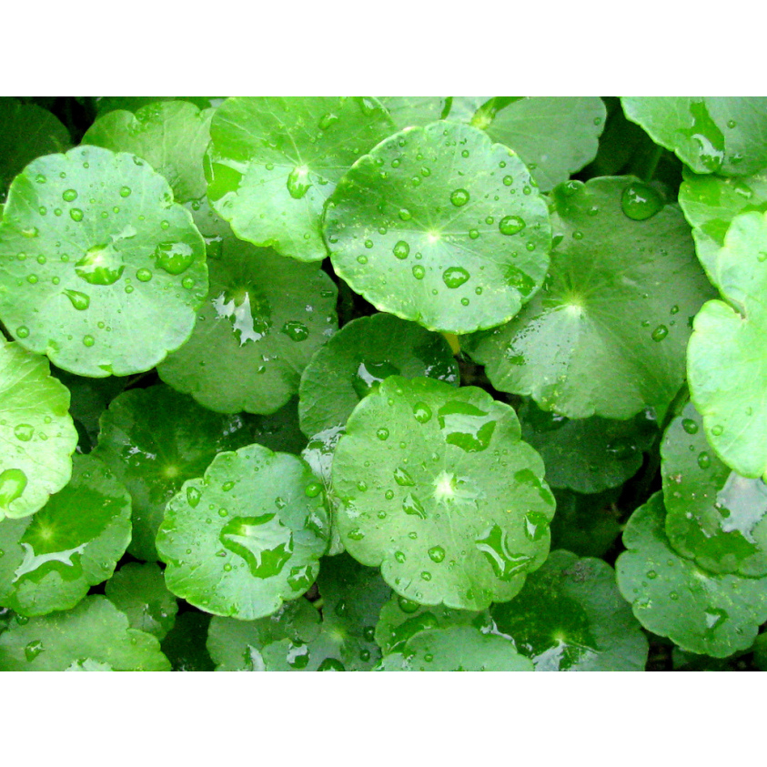 Cây rau má nhật - Cây thủy sinh - Cây bán cạn - Cây cảnh trang trí bể thủy sinh, sân vườn, chậu kiểng