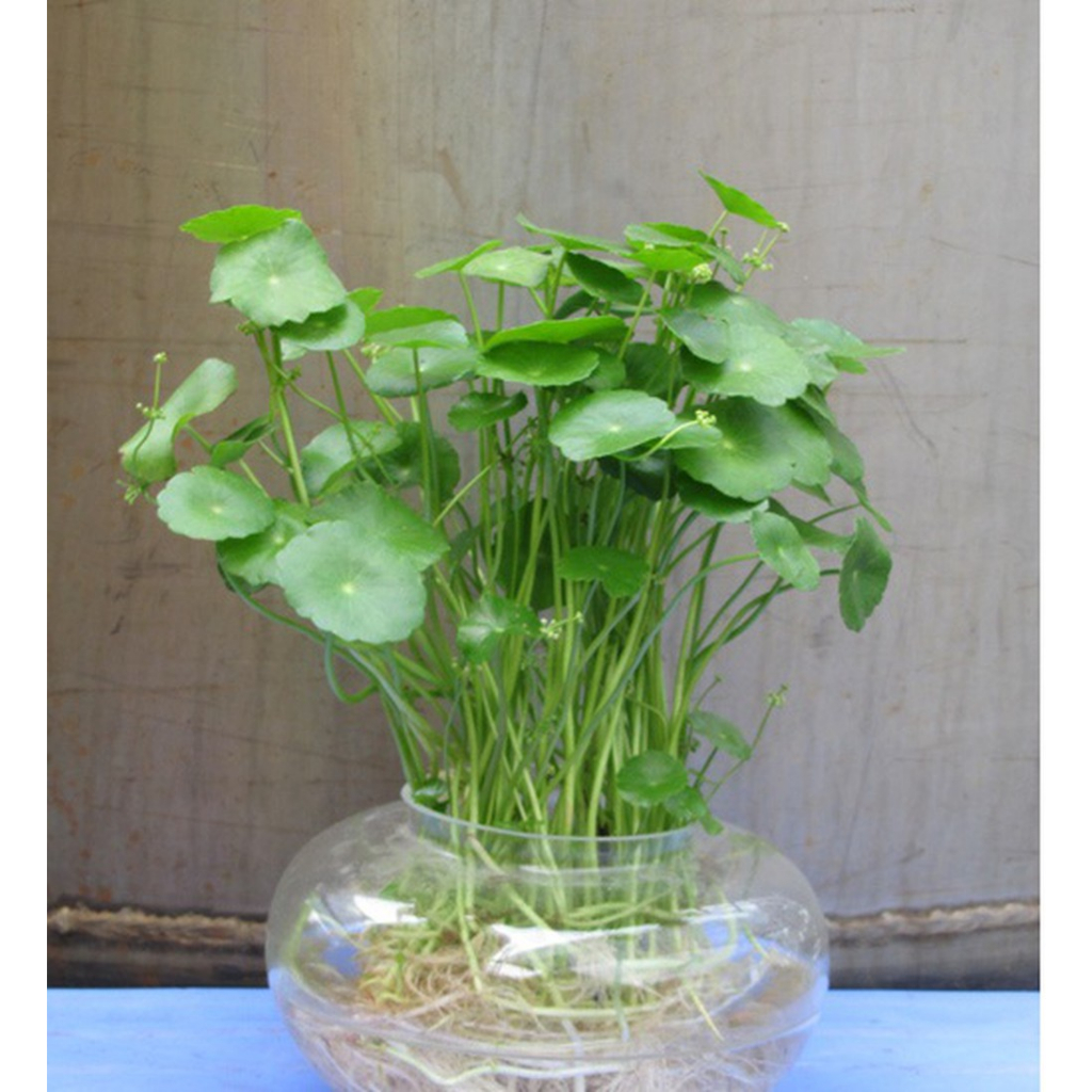 Cây rau má nhật - Cây thủy sinh - Cây bán cạn - Cây cảnh trang trí bể thủy sinh, sân vườn, chậu kiểng