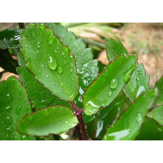 Cây giống Lá bỏng