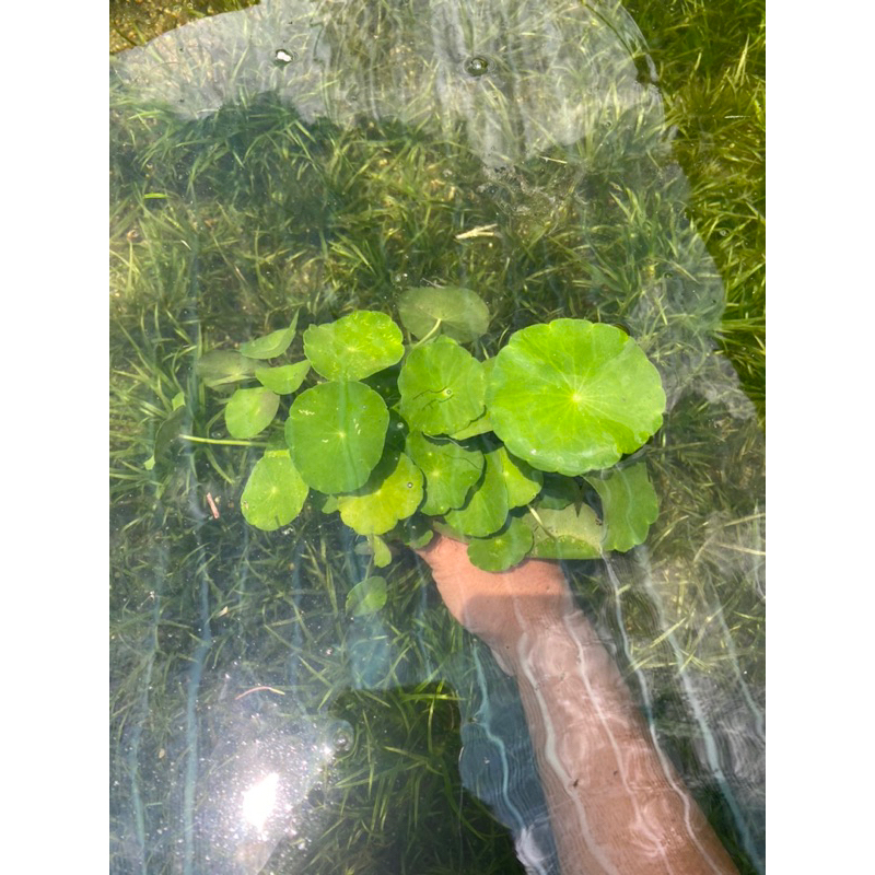 CÂY THỦY SINH RAU MÁ DÙ  20K/ 15 NGỌN