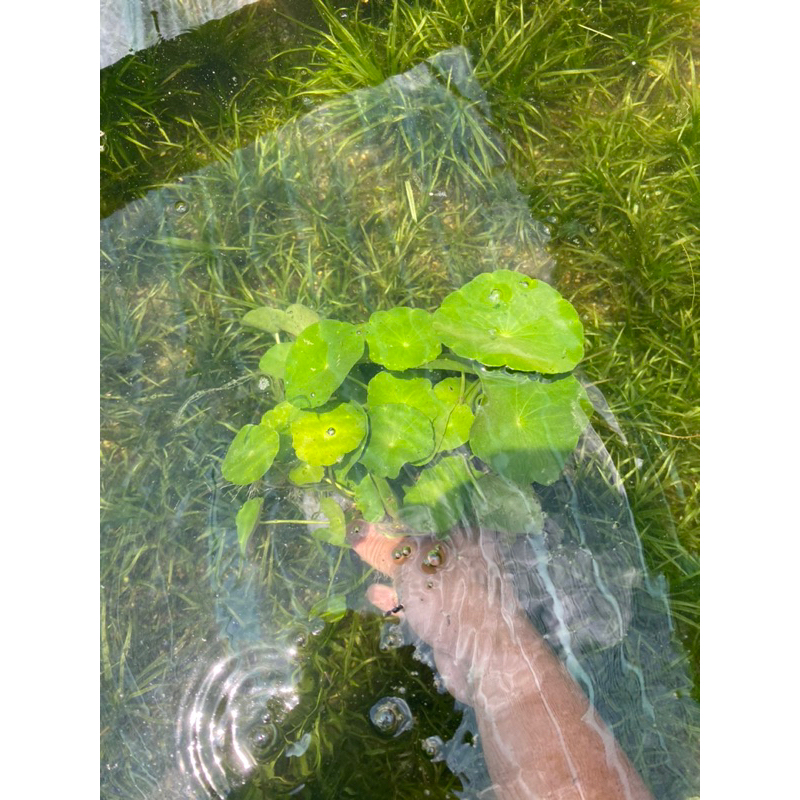 CÂY THỦY SINH RAU MÁ DÙ  20K/ 15 NGỌN