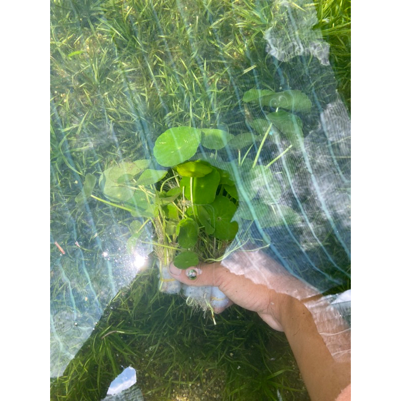 CÂY THỦY SINH RAU MÁ DÙ  20K/ 15 NGỌN