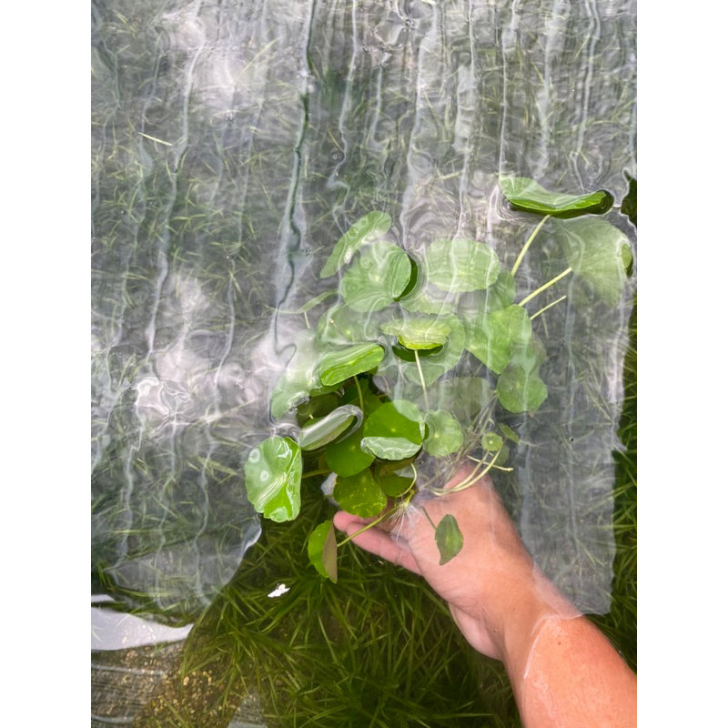 CÂY THỦY SINH RAU MÁ DÙ  20K/ 15 NGỌN