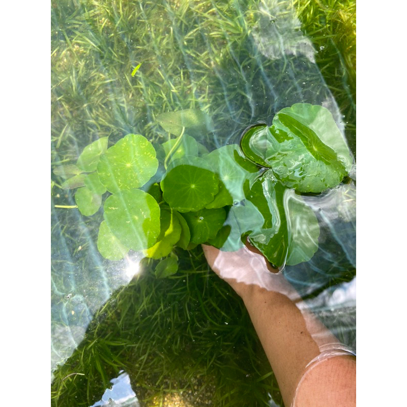 CÂY THỦY SINH RAU MÁ DÙ  20K/ 15 NGỌN