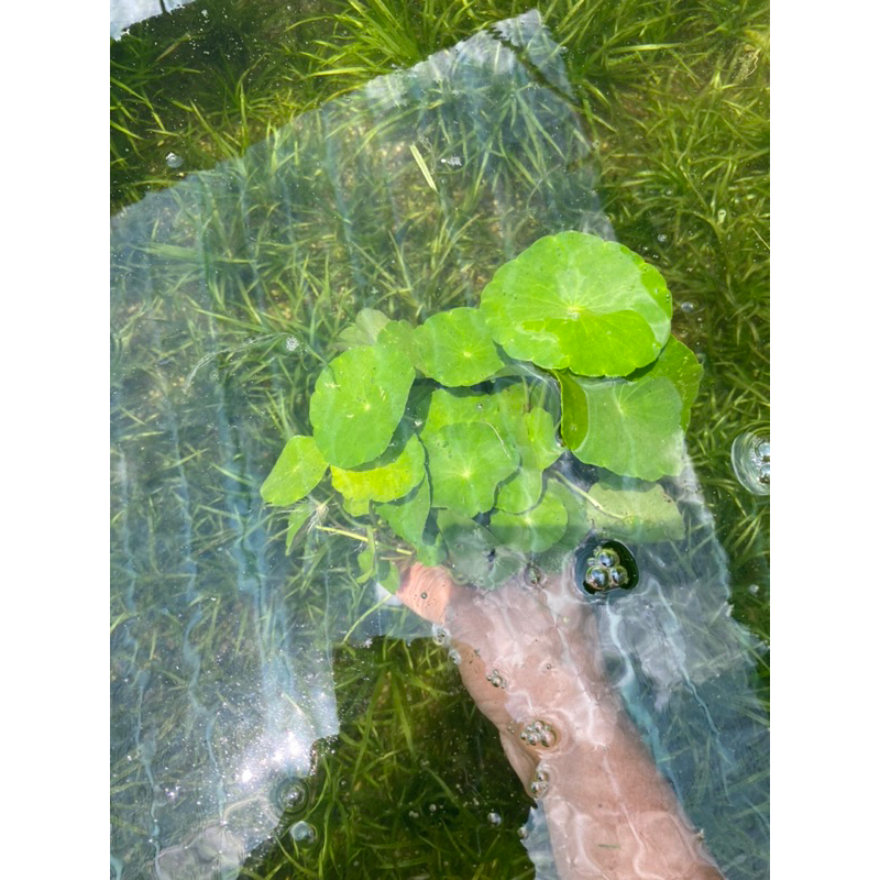 CÂY THỦY SINH RAU MÁ DÙ  20K/ 15 NGỌN