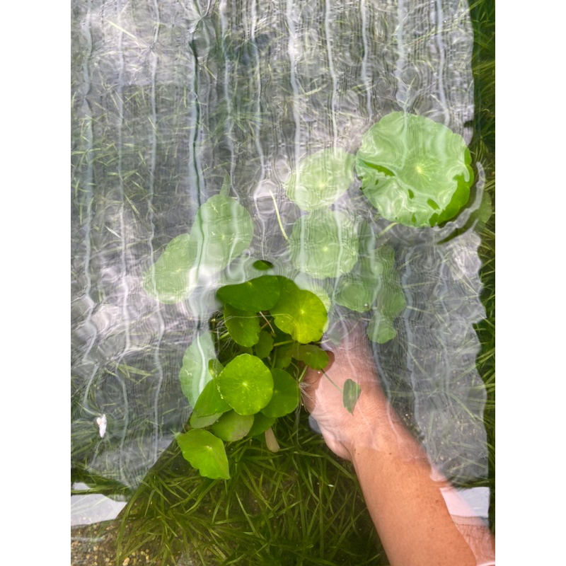 CÂY THỦY SINH RAU MÁ DÙ  20K/ 15 NGỌN