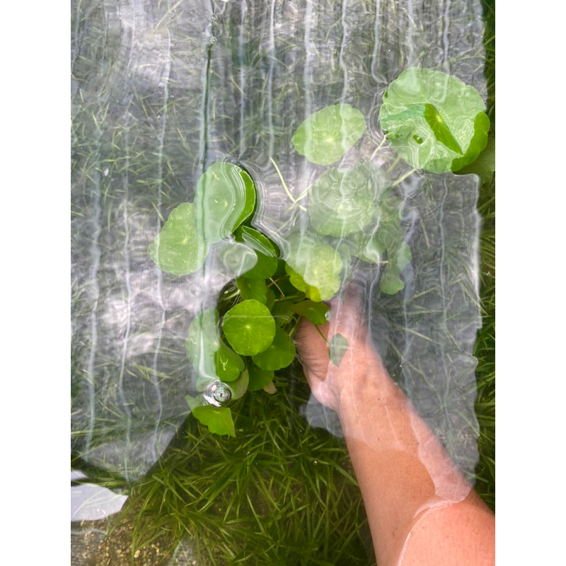 CÂY THỦY SINH RAU MÁ DÙ  20K/ 15 NGỌN